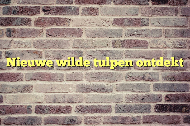 Nieuwe wilde tulpen ontdekt