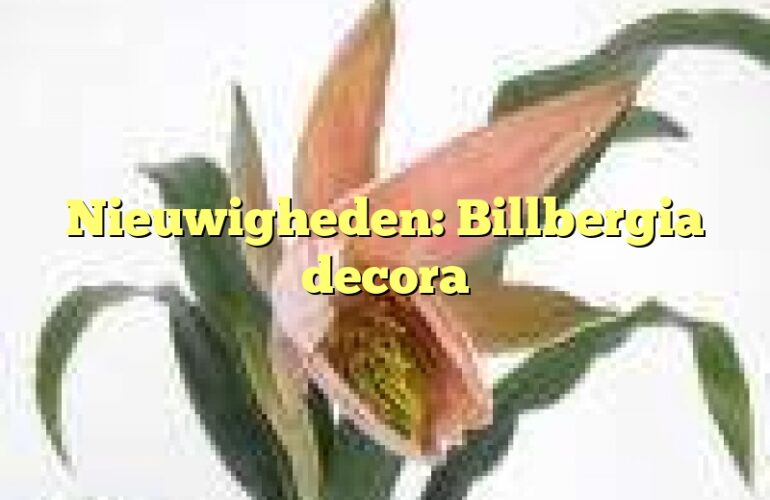 Nieuwigheden: Billbergia decora