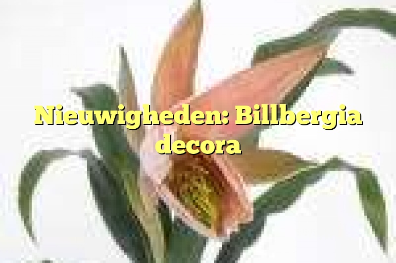 Nieuwigheden: Billbergia decora