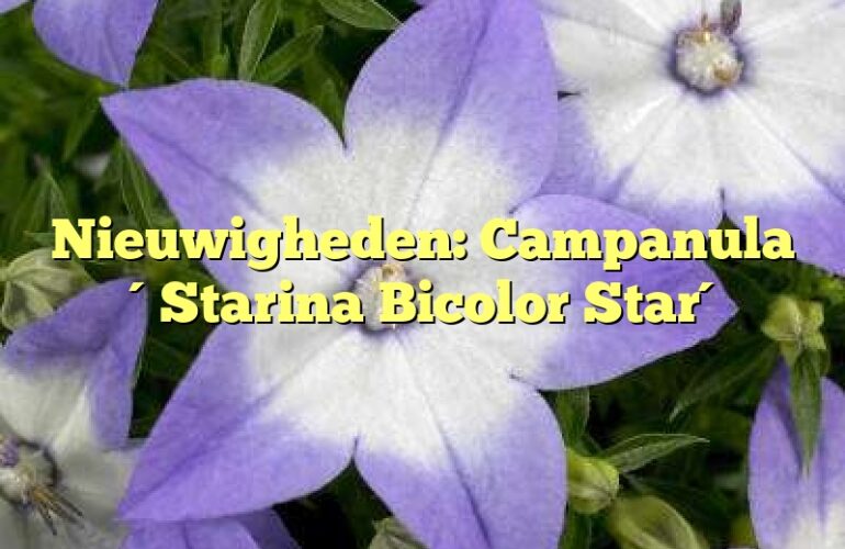 Nieuwigheden: Campanula ´Starina Bicolor Star´