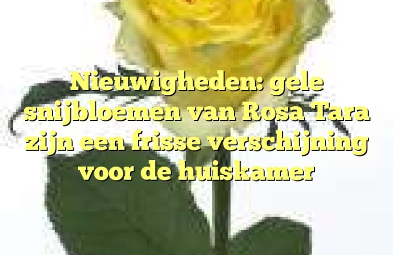 Nieuwigheden: gele snijbloemen van Rosa Tara zijn een frisse verschijning voor de huiskamer