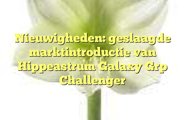 Nieuwigheden: geslaagde marktintroductie van Hippeastrum Galaxy Grp Challenger