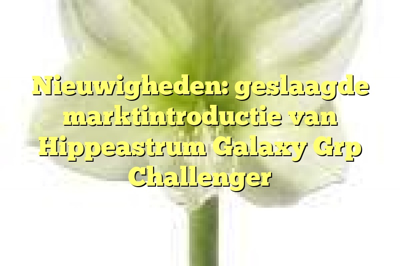 Nieuwigheden: geslaagde marktintroductie van Hippeastrum Galaxy Grp Challenger