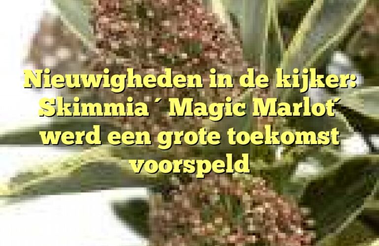 Nieuwigheden in de kijker: Skimmia ´Magic Marlot´ werd een grote toekomst voorspeld