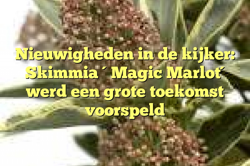 Nieuwigheden in de kijker: Skimmia ´Magic Marlot´ werd een grote toekomst voorspeld