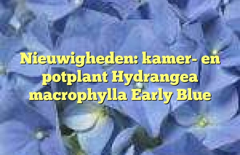 Nieuwigheden: kamer- en potplant Hydrangea macrophylla Early Blue