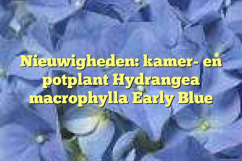 Nieuwigheden: kamer- en potplant Hydrangea macrophylla Early Blue