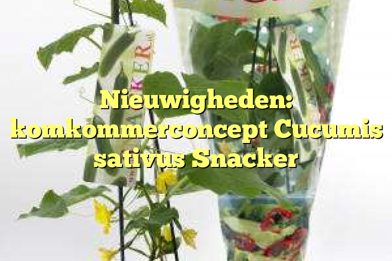 Nieuwigheden: komkommerconcept Cucumis sativus Snacker