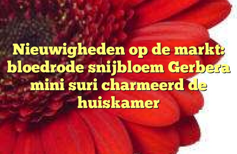 Nieuwigheden op de markt: bloedrode snijbloem Gerbera mini suri charmeerd de huiskamer