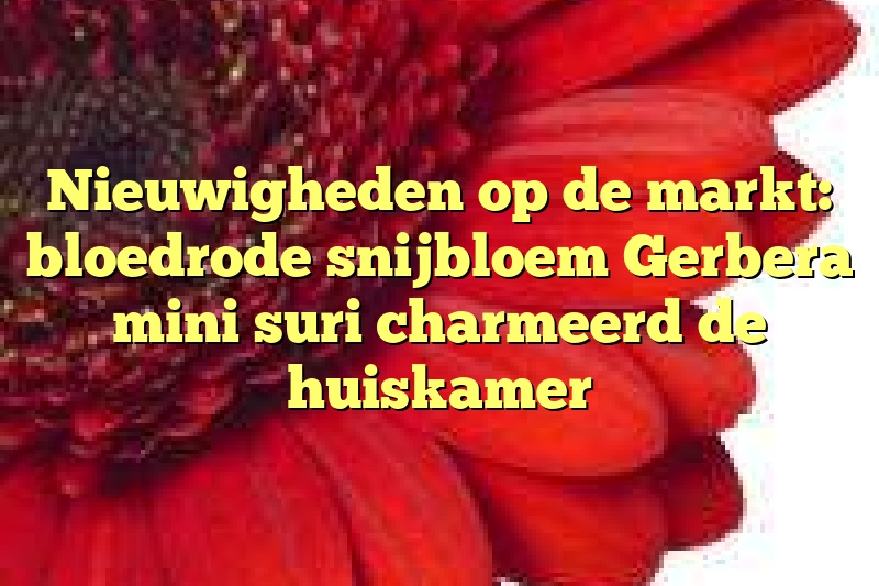 Nieuwigheden op de markt: bloedrode snijbloem Gerbera mini suri charmeerd de huiskamer