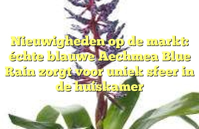 Nieuwigheden op de markt: échte blauwe Aechmea Blue Rain zorgt voor uniek sfeer in de huiskamer