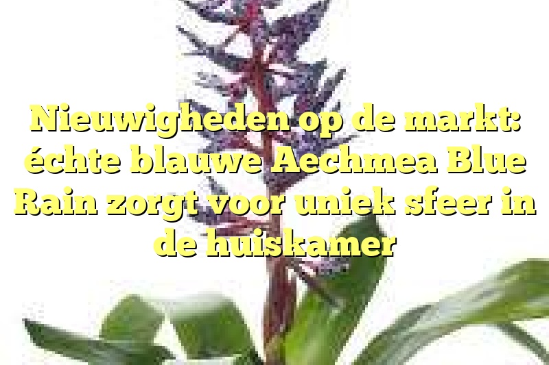 Nieuwigheden op de markt: échte blauwe Aechmea Blue Rain zorgt voor uniek sfeer in de huiskamer