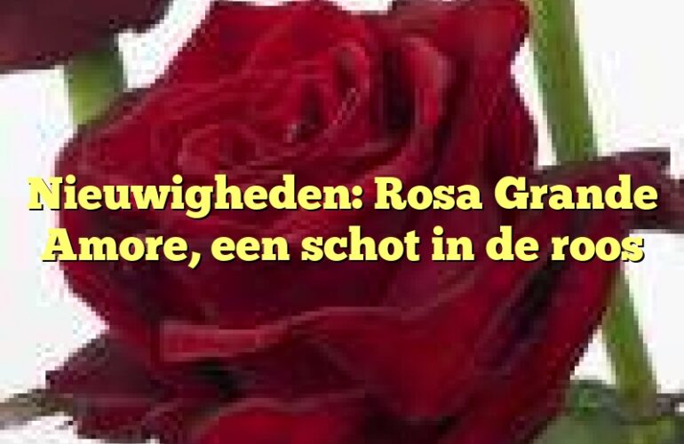 Nieuwigheden: Rosa Grande Amore, een schot in de roos