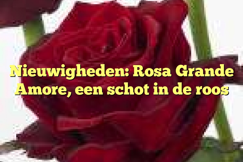 Nieuwigheden: Rosa Grande Amore, een schot in de roos