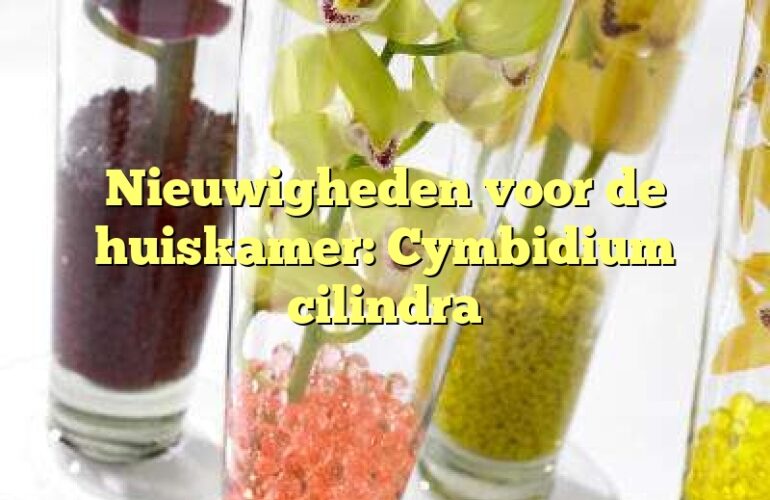 Nieuwigheden voor de huiskamer: Cymbidium cilindra