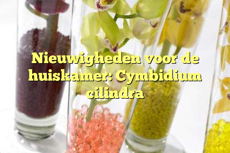 Nieuwigheden voor de huiskamer: Cymbidium cilindra