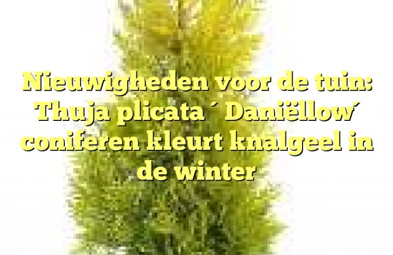 Nieuwigheden voor de tuin: Thuja plicata ´Daniëllow´ coniferen kleurt knalgeel in de winter