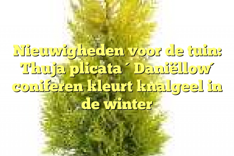 Nieuwigheden voor de tuin: Thuja plicata ´Daniëllow´ coniferen kleurt knalgeel in de winter