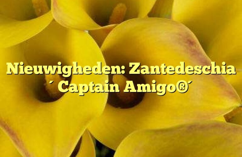 Nieuwigheden: Zantedeschia ´Captain Amigo®´