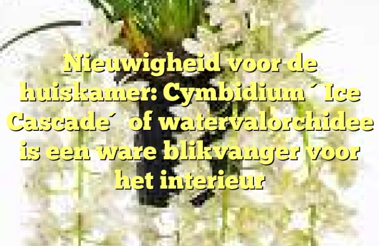 Nieuwigheid voor de huiskamer: Cymbidium ´Ice Cascade´ of watervalorchidee is een ware blikvanger voor het interieur