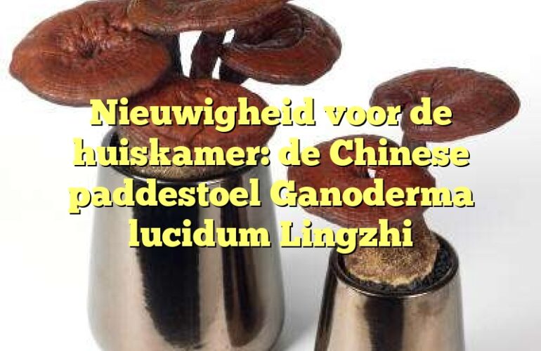 Nieuwigheid voor de huiskamer: de Chinese paddestoel Ganoderma lucidum Lingzhi