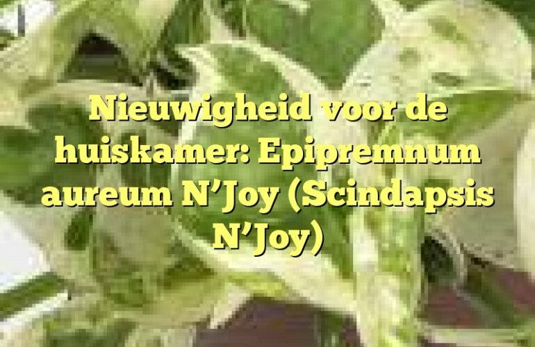 Nieuwigheid voor de huiskamer: Epipremnum aureum N’Joy (Scindapsis N’Joy)