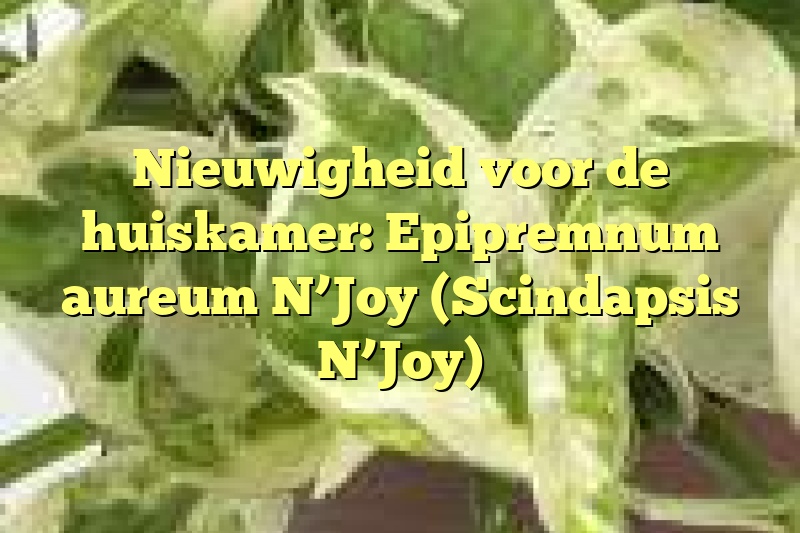 Nieuwigheid voor de huiskamer: Epipremnum aureum N’Joy (Scindapsis N’Joy)