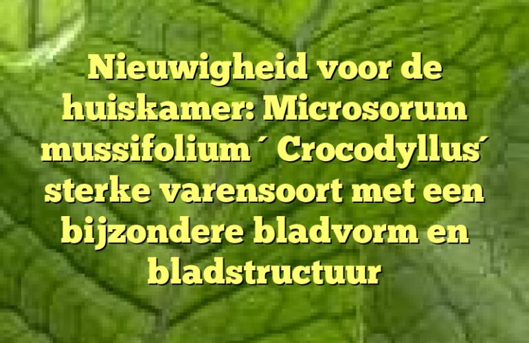 Nieuwigheid voor de huiskamer: Microsorum mussifolium ´Crocodyllus´ sterke varensoort met een bijzondere bladvorm en bladstructuur