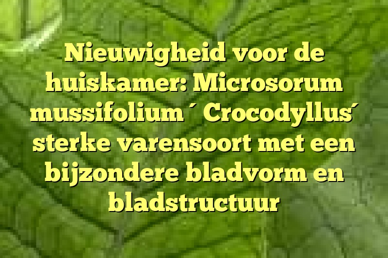 Nieuwigheid voor de huiskamer: Microsorum mussifolium ´Crocodyllus´ sterke varensoort met een bijzondere bladvorm en bladstructuur