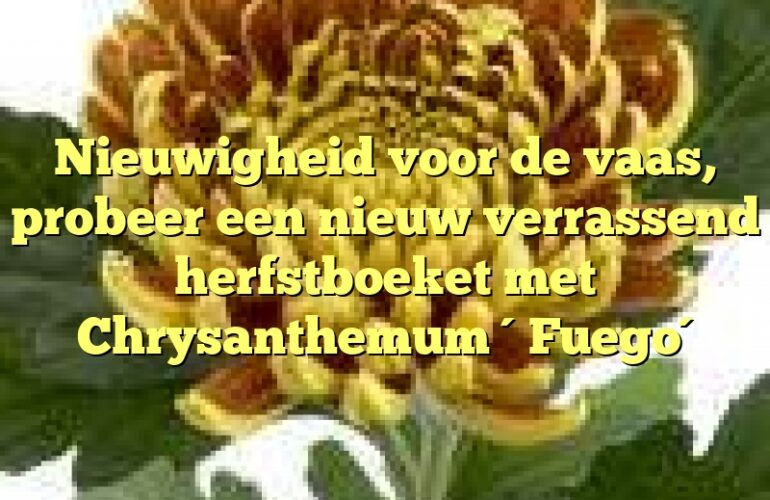 Nieuwigheid voor de vaas, probeer een nieuw verrassend herfstboeket met Chrysanthemum ´Fuego´