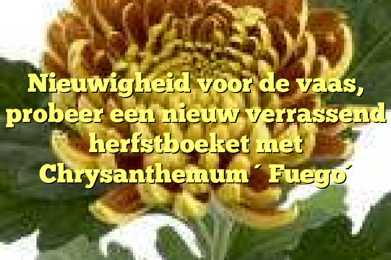 Nieuwigheid voor de vaas, probeer een nieuw verrassend herfstboeket met Chrysanthemum ´Fuego´