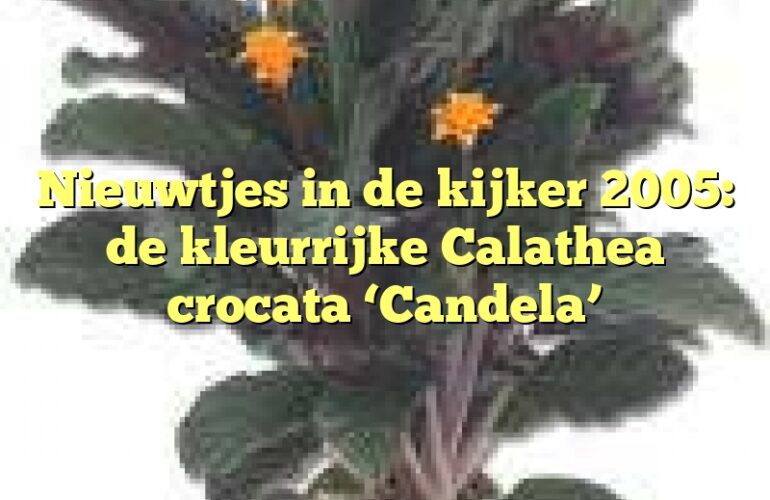 Nieuwtjes in de kijker 2005: de kleurrijke Calathea crocata ‘Candela’