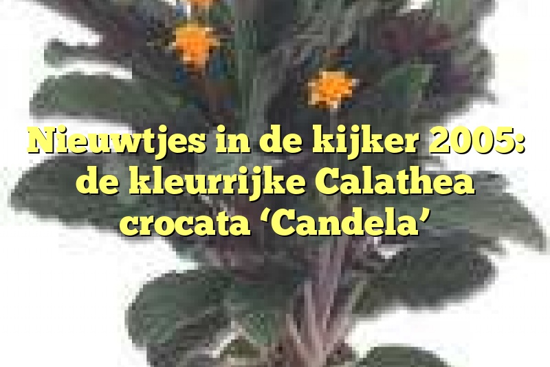 Nieuwtjes in de kijker 2005: de kleurrijke Calathea crocata ‘Candela’