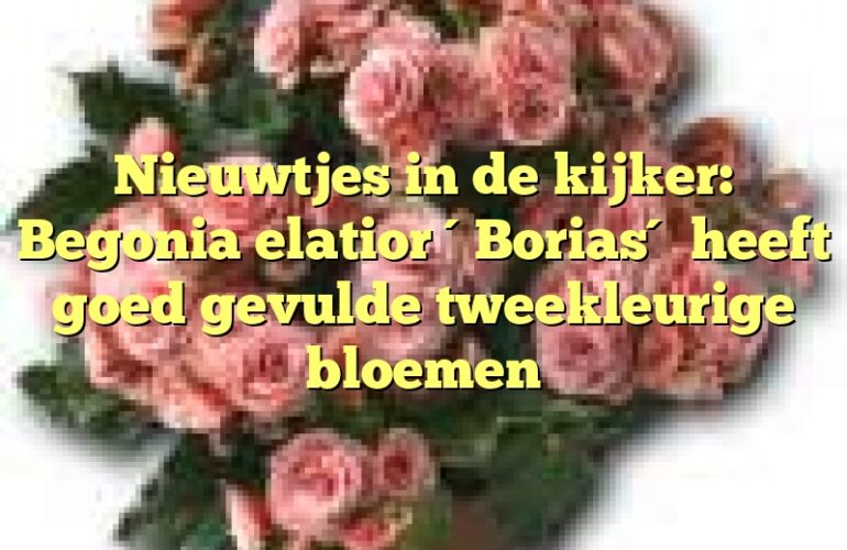 Nieuwtjes in de kijker: Begonia elatior ´Borias´ heeft goed gevulde tweekleurige bloemen