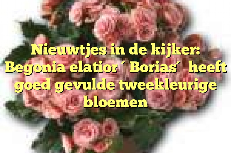 Nieuwtjes in de kijker: Begonia elatior ´Borias´ heeft goed gevulde tweekleurige bloemen