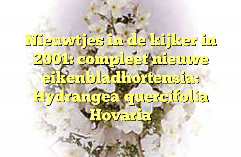 Nieuwtjes in de kijker in 2001: compleet nieuwe eikenbladhortensia: Hydrangea quercifolia Hovaria