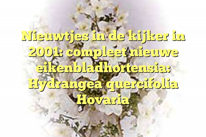 Nieuwtjes in de kijker in 2001: compleet nieuwe eikenbladhortensia: Hydrangea quercifolia Hovaria