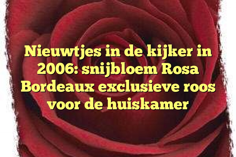 Nieuwtjes in de kijker in 2006: snijbloem Rosa Bordeaux exclusieve roos voor de huiskamer