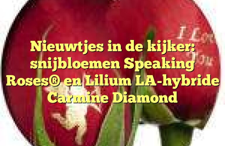 Nieuwtjes in de kijker: snijbloemen Speaking Roses® en Lilium LA-hybride Carmine Diamond