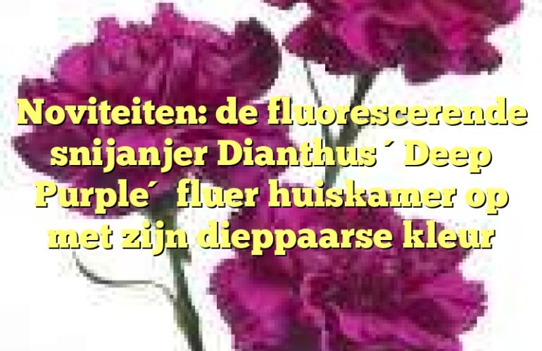 Noviteiten: de fluorescerende snijanjer Dianthus ´Deep Purple´ fluer huiskamer op met zijn dieppaarse kleur