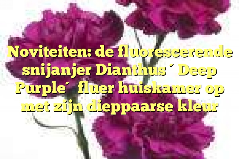 Noviteiten: de fluorescerende snijanjer Dianthus ´Deep Purple´ fluer huiskamer op met zijn dieppaarse kleur