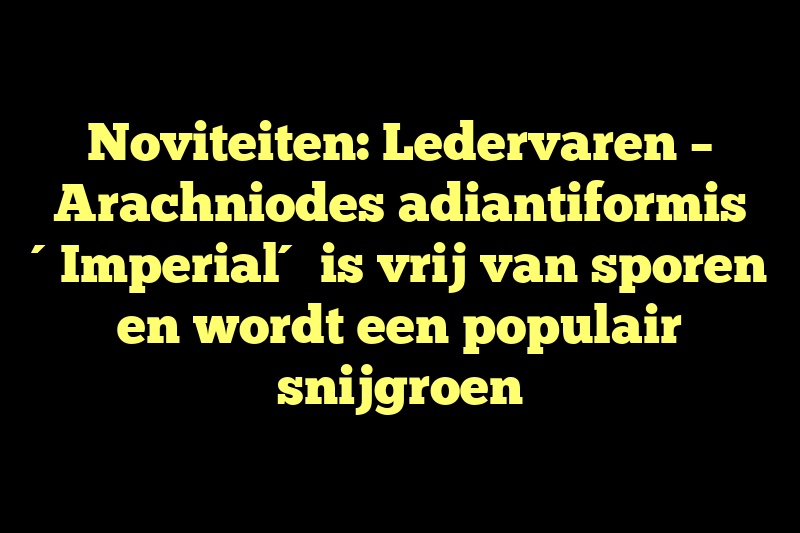 Noviteiten: Ledervaren – Arachniodes adiantiformis ´Imperial´ is vrij van sporen en wordt een populair snijgroen