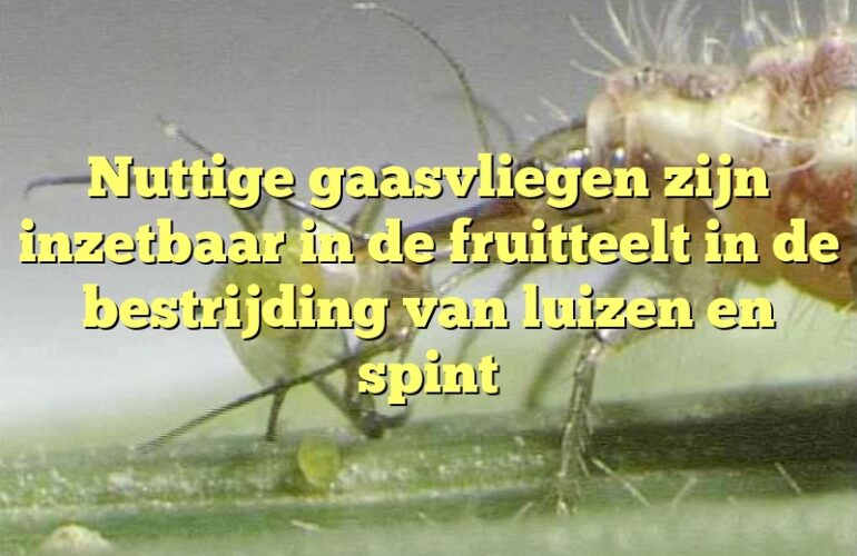 Nuttige gaasvliegen zijn inzetbaar in de fruitteelt in de bestrijding van luizen en spint