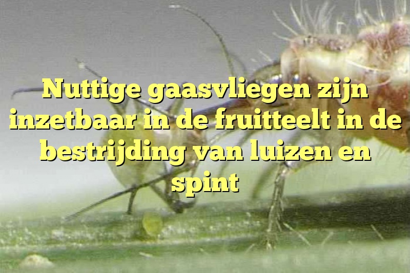 Nuttige gaasvliegen zijn inzetbaar in de fruitteelt in de bestrijding van luizen en spint