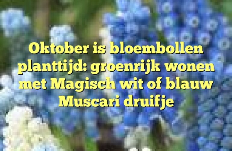 Oktober is bloembollen planttijd: groenrijk wonen met Magisch wit of blauw Muscari druifje