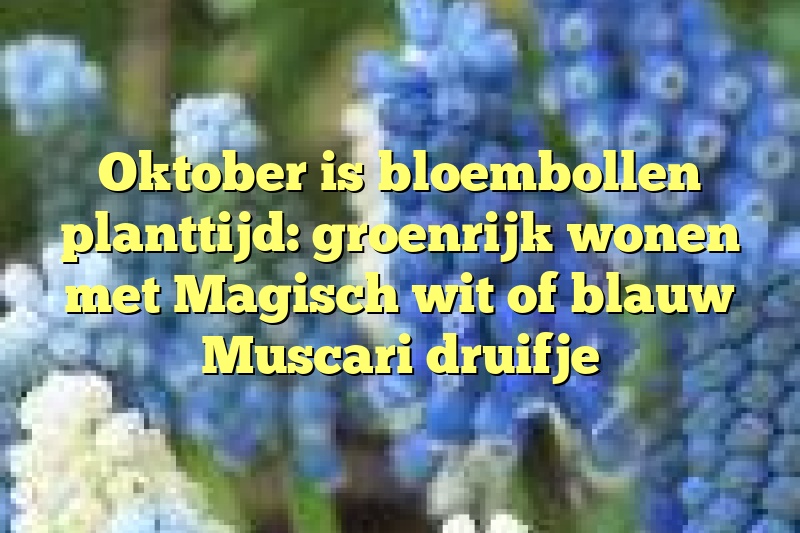 Oktober is bloembollen planttijd: groenrijk wonen met Magisch wit of blauw Muscari druifje