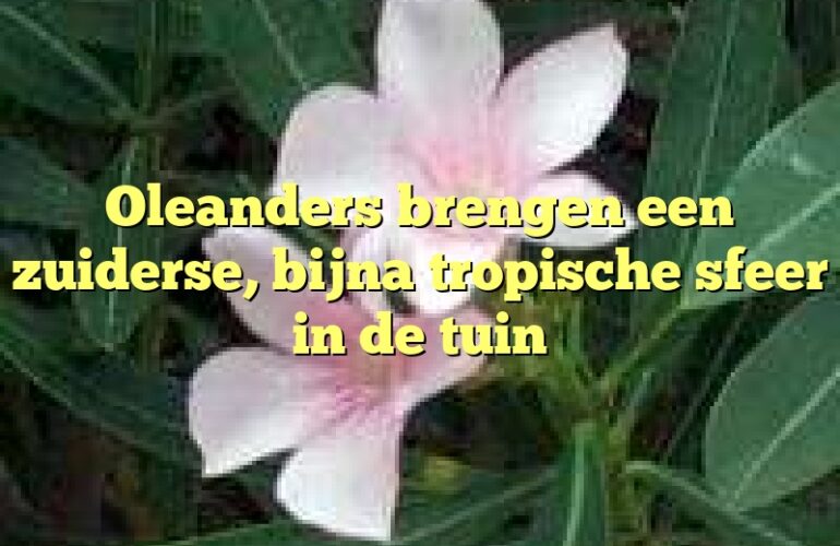 Oleanders brengen een zuiderse, bijna tropische sfeer in de tuin