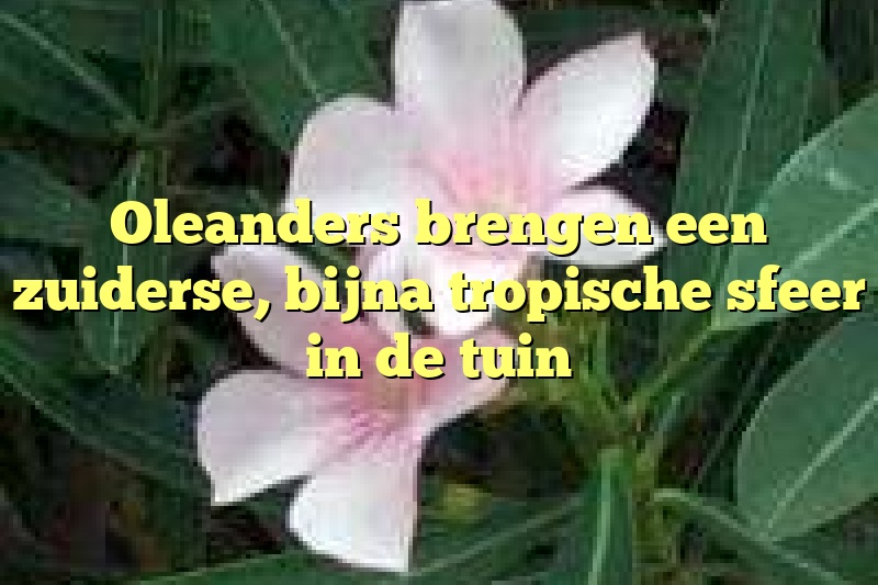 Oleanders brengen een zuiderse, bijna tropische sfeer in de tuin