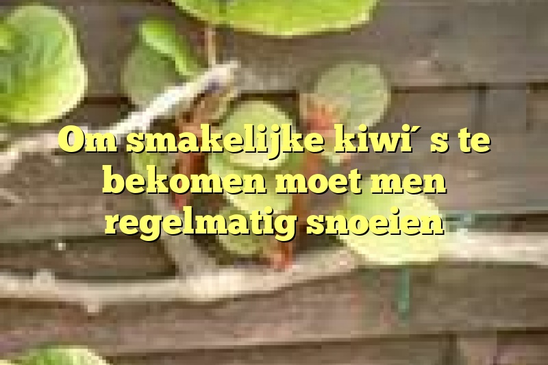 Om smakelijke kiwi´s te bekomen moet men regelmatig snoeien