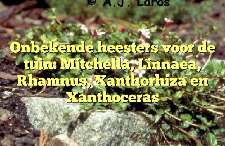 Onbekende heesters voor de tuin: Mitchella, Linnaea, Rhamnus, Xanthorhiza en Xanthoceras